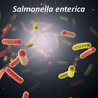 blog salmonella enterica 142x142